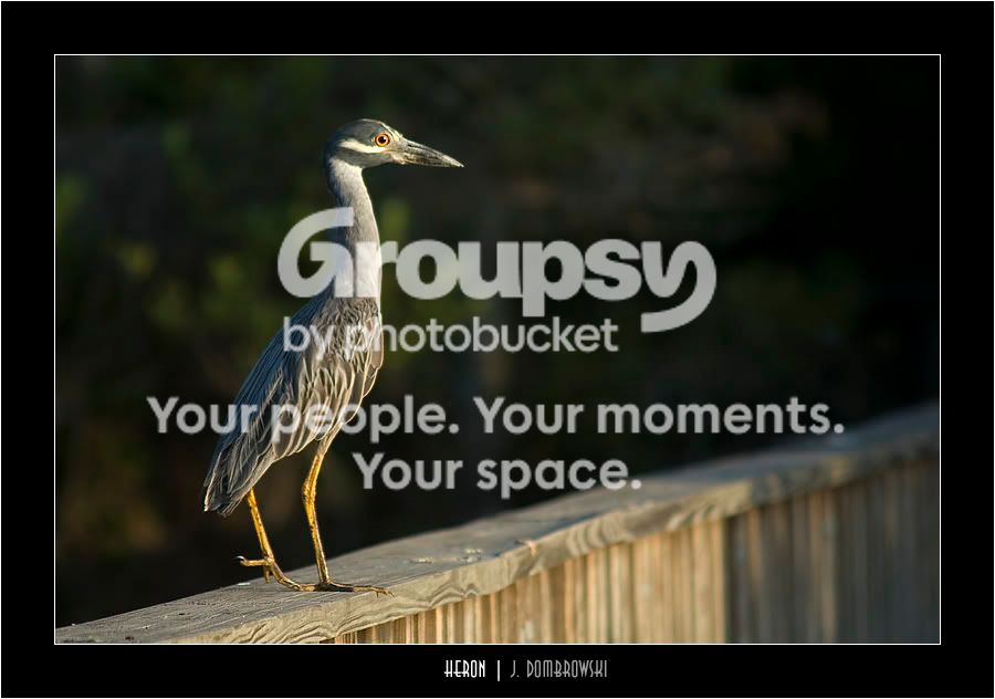 Heron.jpg