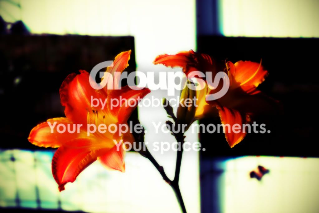 flower-1.jpg