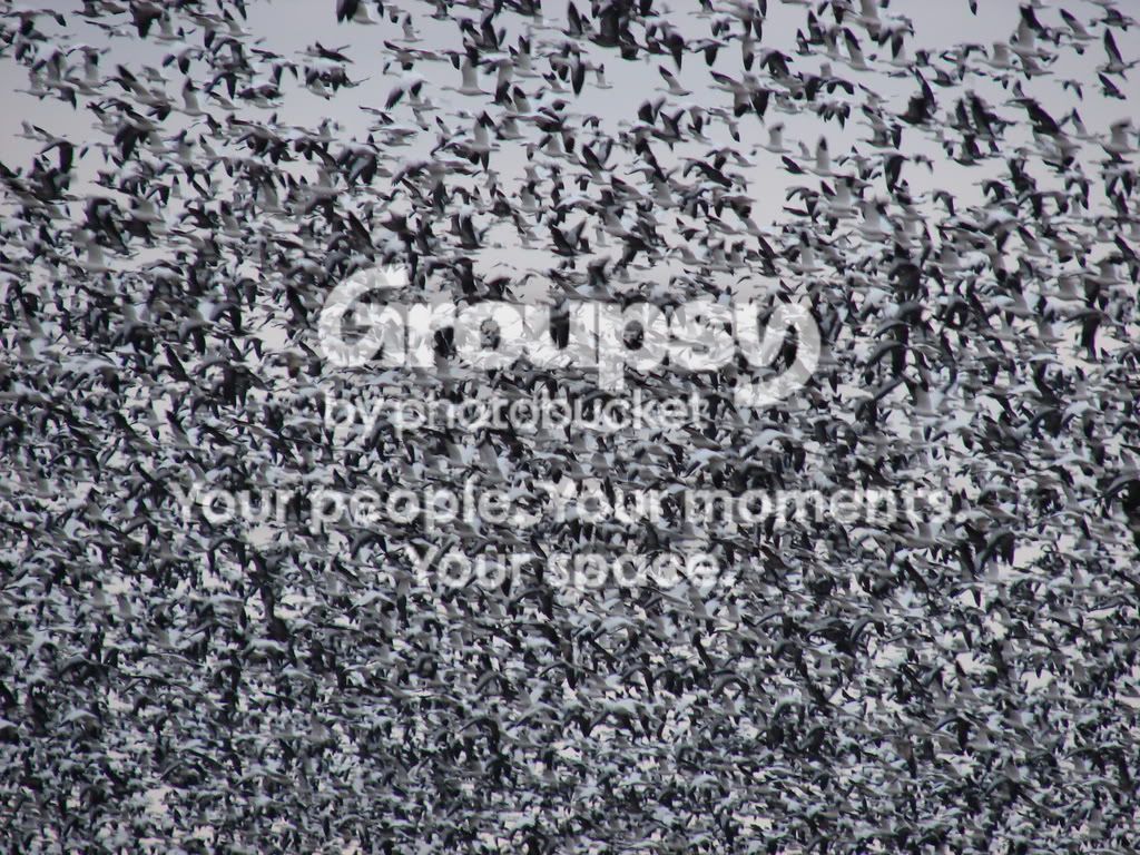 2-7snowgeese023.jpg