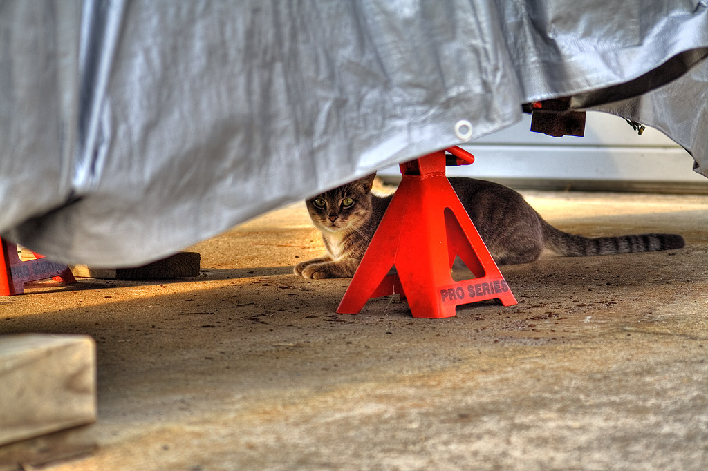 Stray_cat_by_ProneSniper.jpg