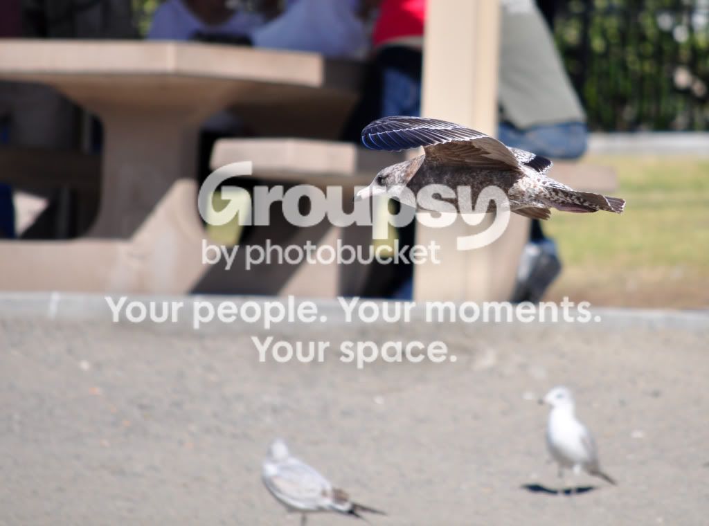 bird4of1.jpg