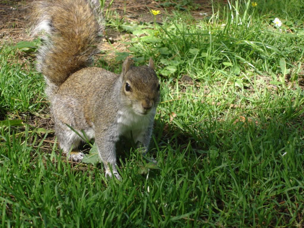 squirrells004.jpg