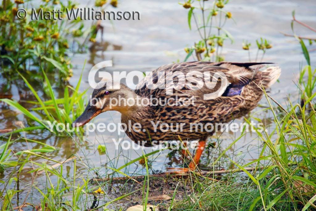 Duck001.jpg