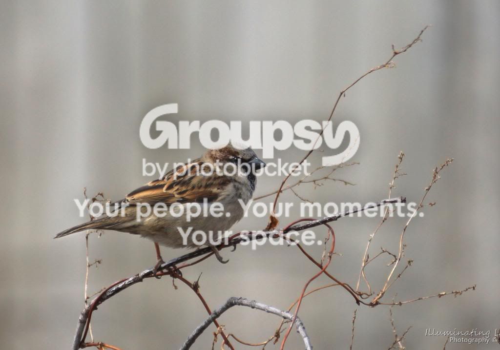 editbird_zpsd1345298.jpg