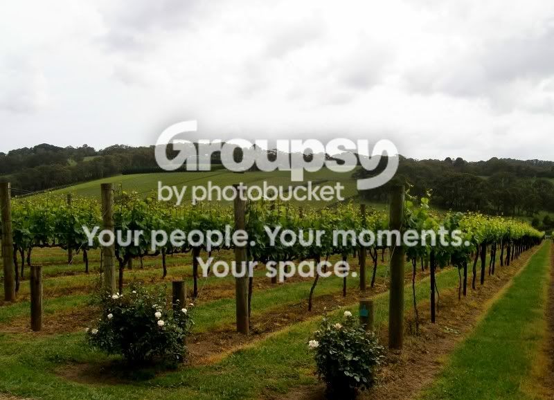 grapevines.jpg