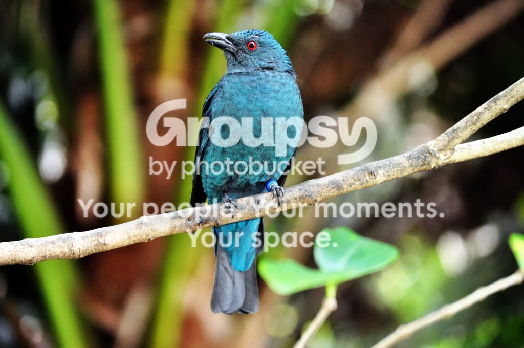 Bird.jpg