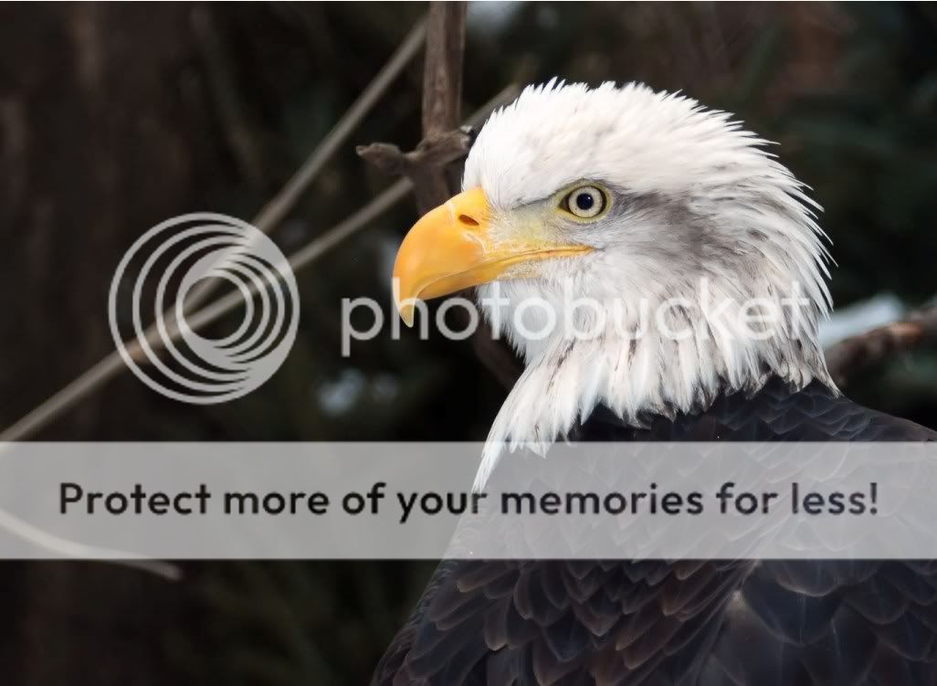 Eagle_resize.jpg