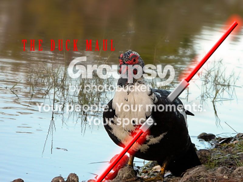 DUCKMAUL.jpg
