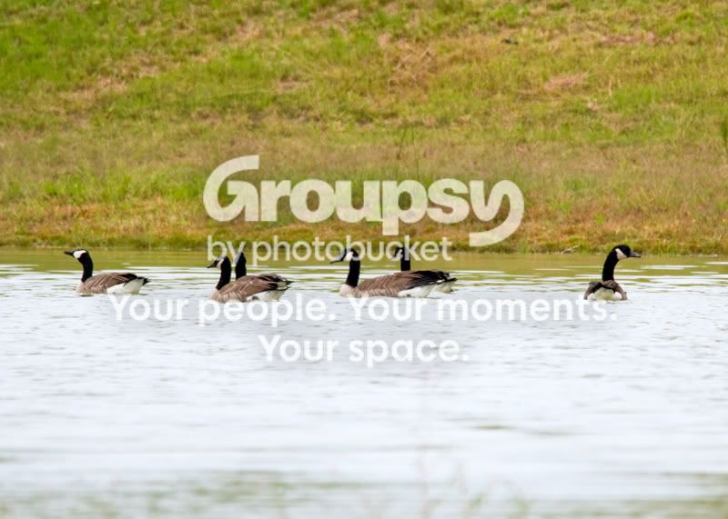 Geese-Landing-17.jpg