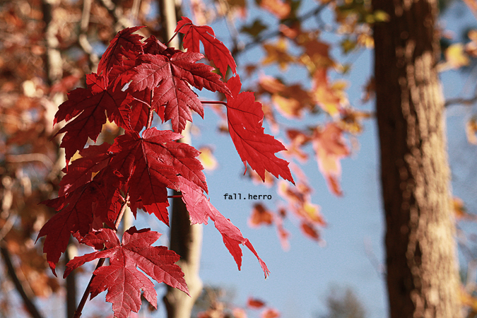 fall.png