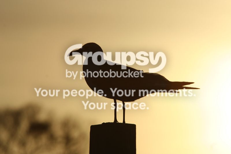 seagull.jpg