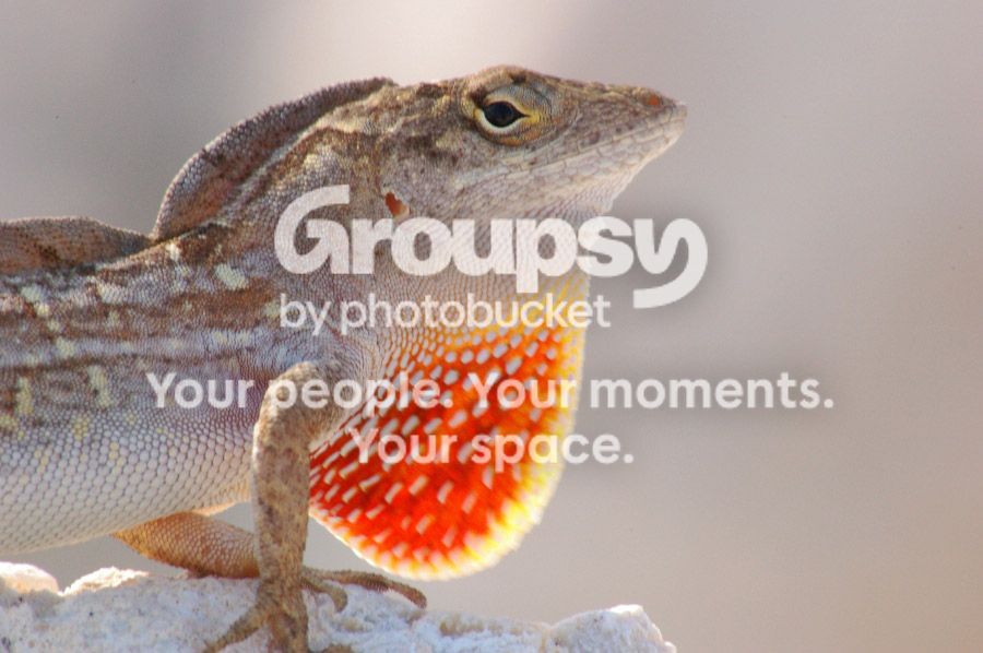 brownanole1111.jpg
