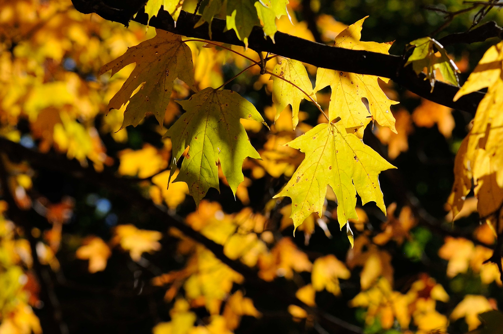 DSC_00034-X3.jpg
