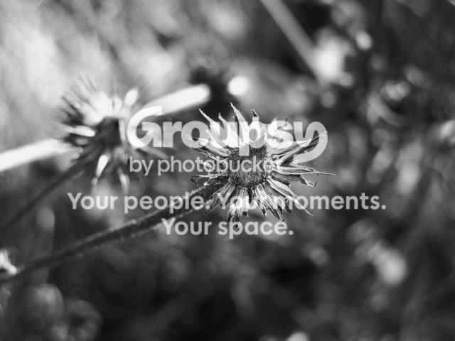100_43152weeds.jpg