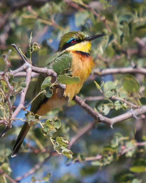 Little%20Bee-eater-L.jpg