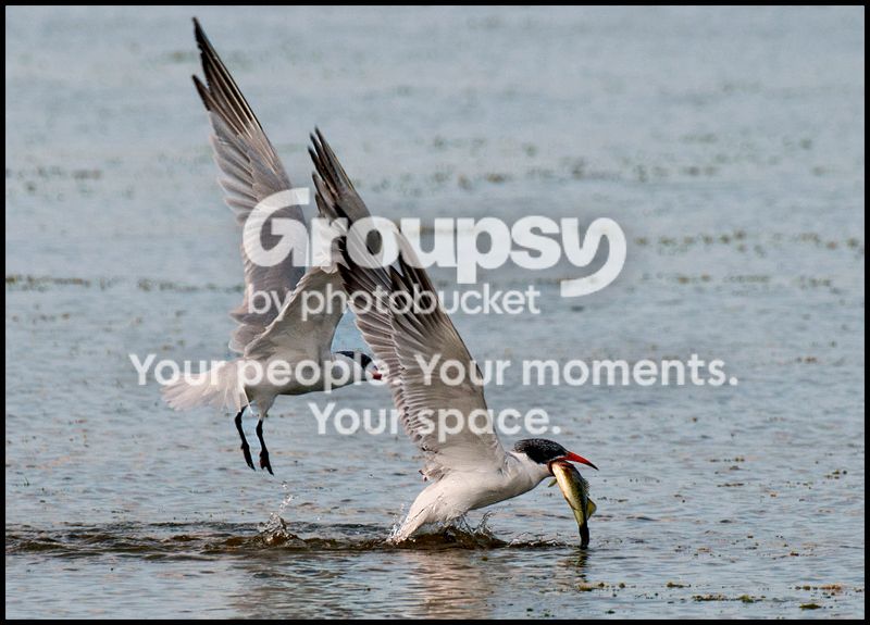 PIC_8388copy.jpg
