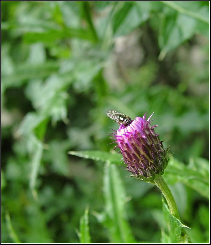 FlyandThistle.jpg