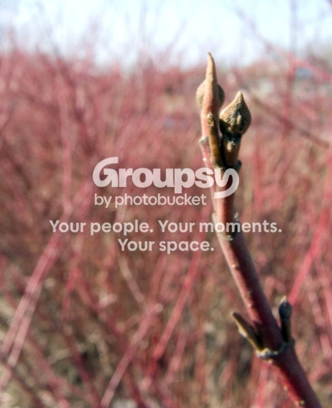 springbud.jpg
