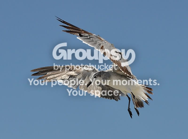 Seagullflying2865resized.jpg