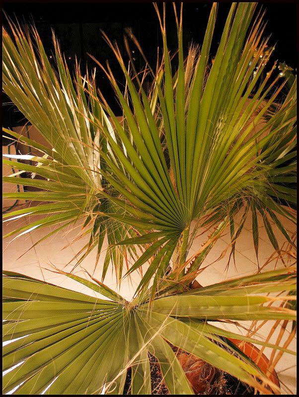 plant2.jpg