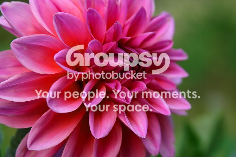 Flower.jpg