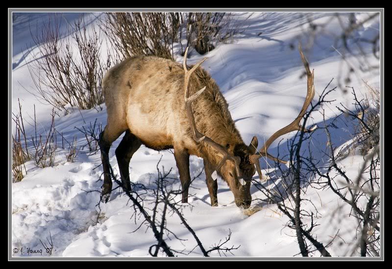 bull-elk-121407-3.jpg
