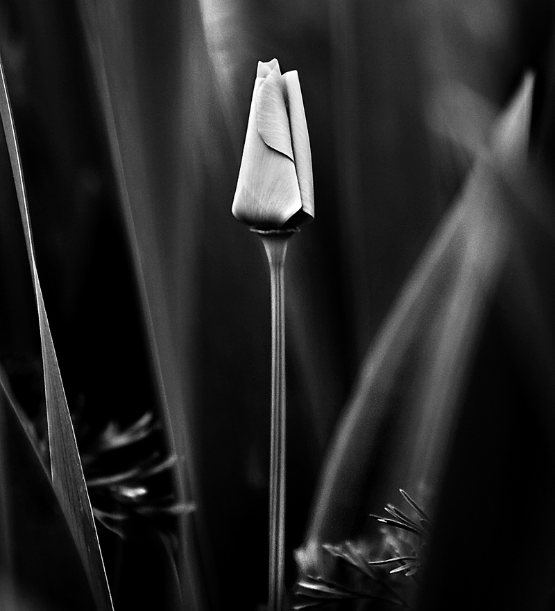 IMG_7323-X3.jpg