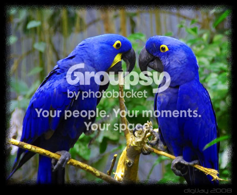 parrotscopy.jpg