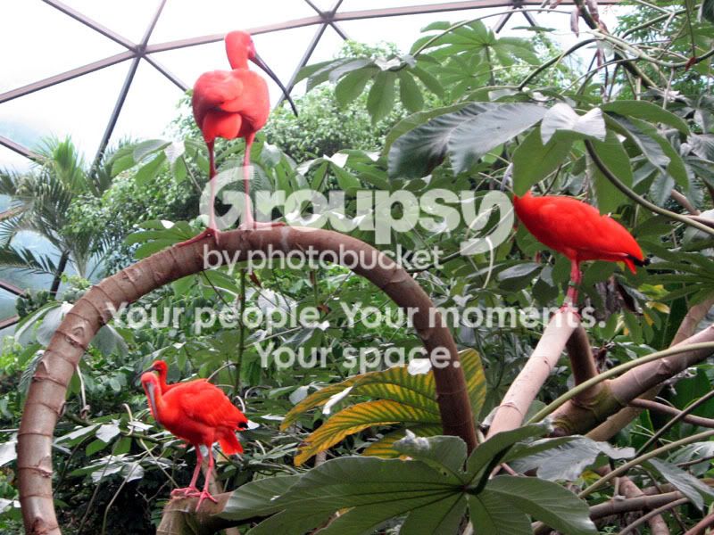 ScarletIbis3.jpg
