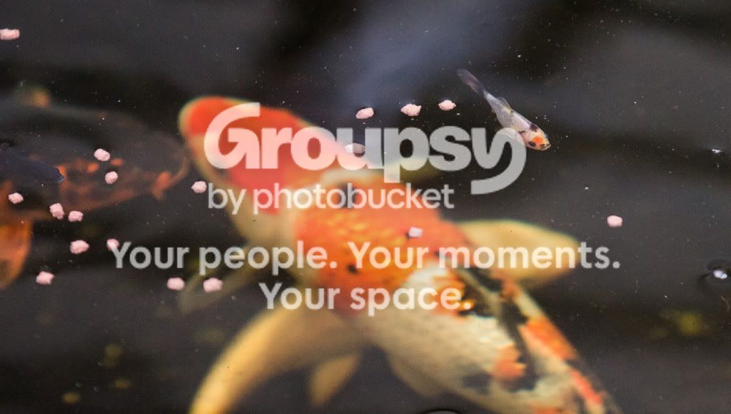 LukeIamyourFather.jpg