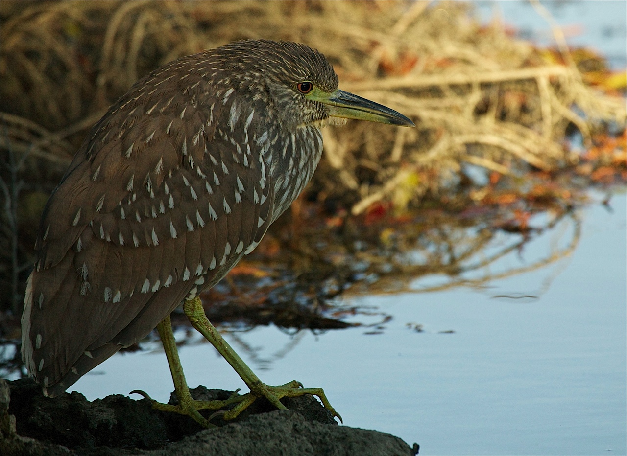 flbird2.jpg