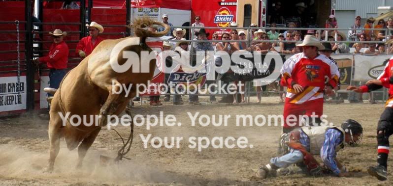 bull9web.jpg