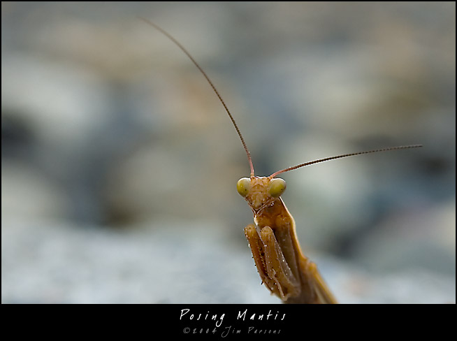 mantis05.jpg
