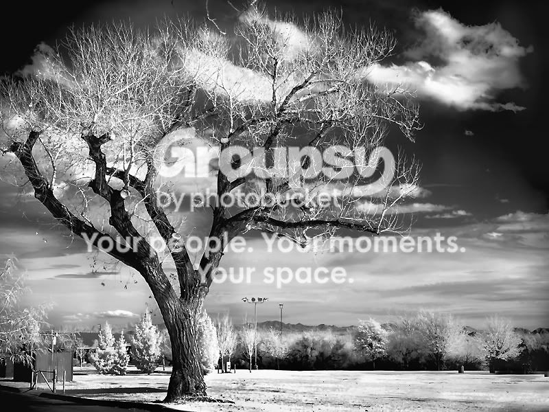 tree_100.jpg