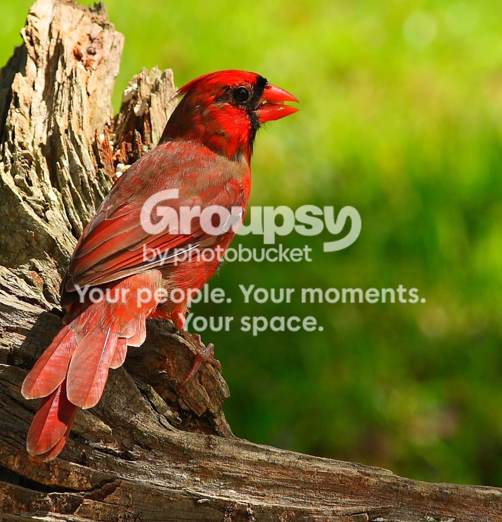 newnewredbird.jpg