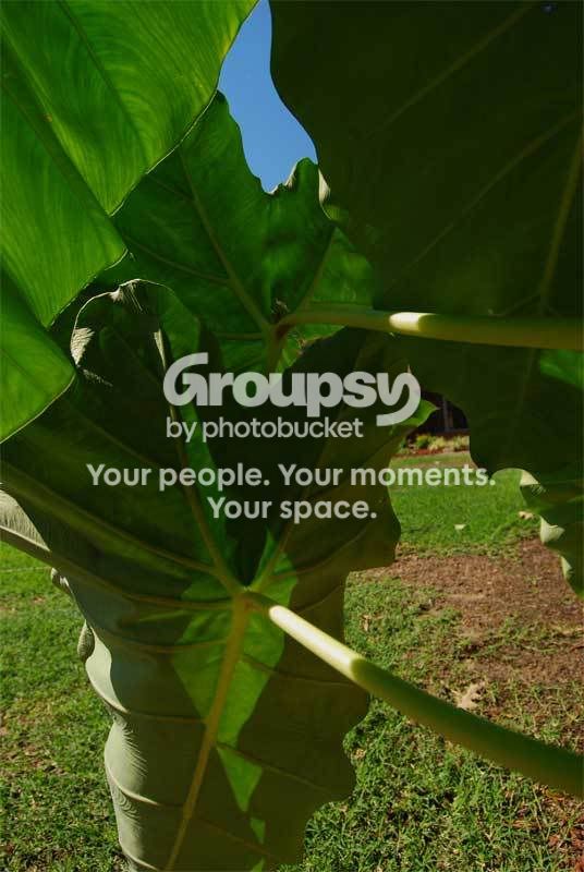 Elephant-Ears.jpg