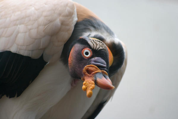 weird_bird_by_LytestylePhotography.jpg
