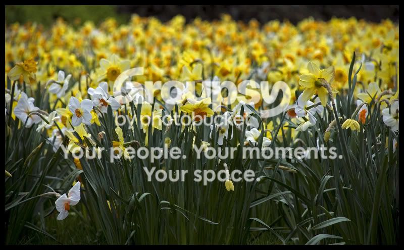 flowers6.jpg