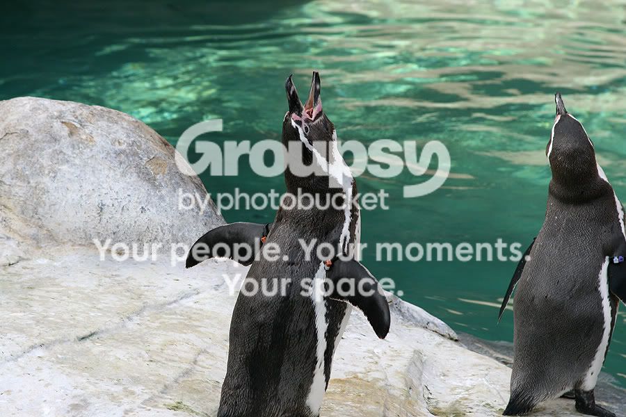 penguin1.jpg