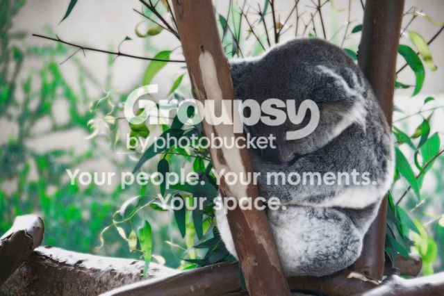 Koala.jpg