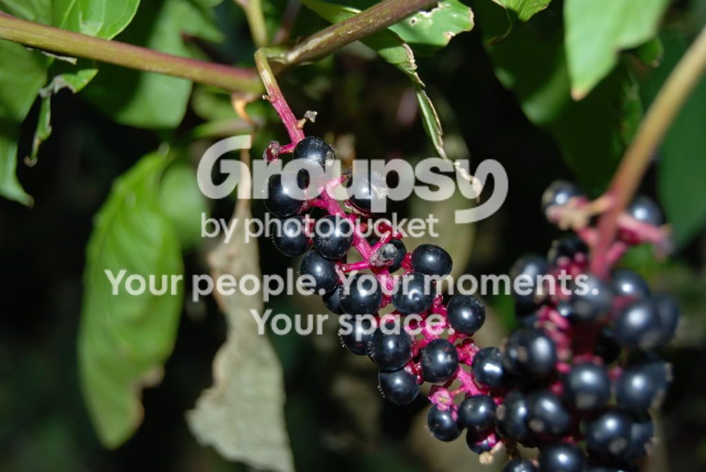 WildBerries1.jpg