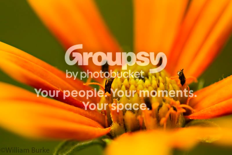 flower2.jpg