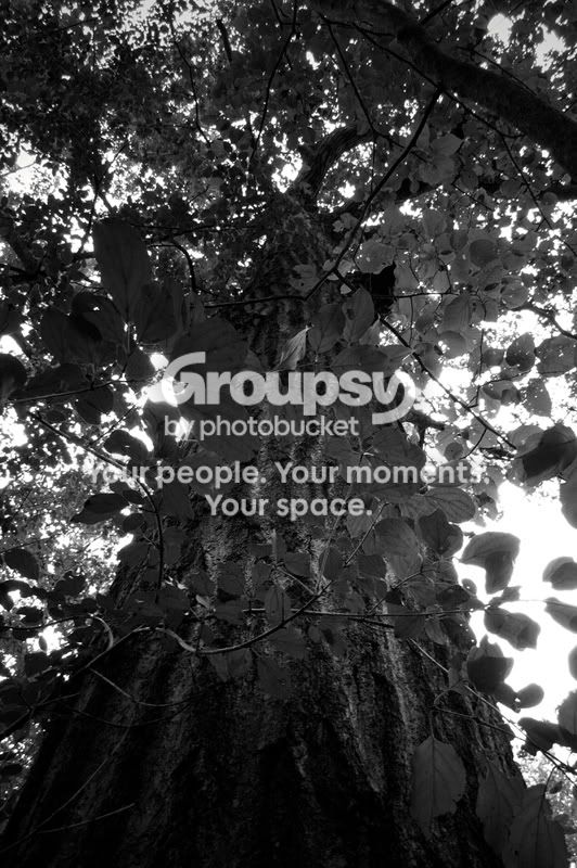 tree1.jpg