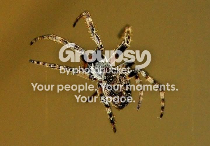 Spider.jpg