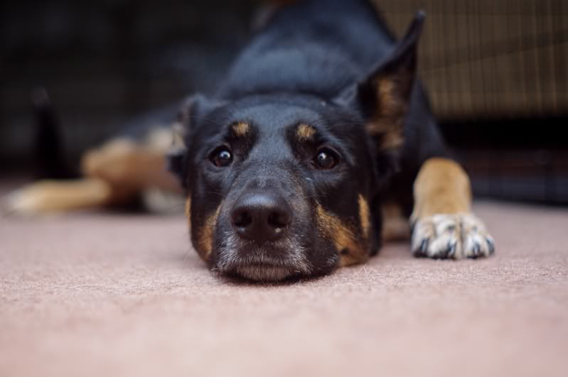 pupsandmoon3107adjusted.jpg