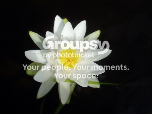 GardenPics015.jpg