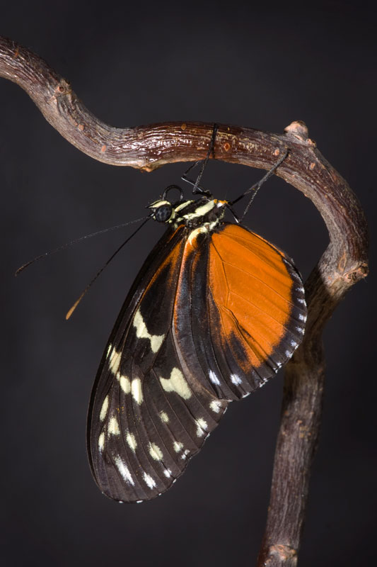 butterfly_monarch_01.jpg