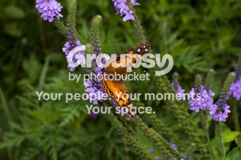 OrangeOnPurple800.jpg