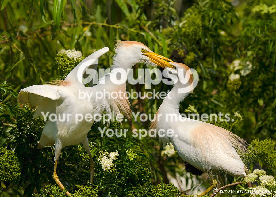 _ECD2220-copy800.jpg