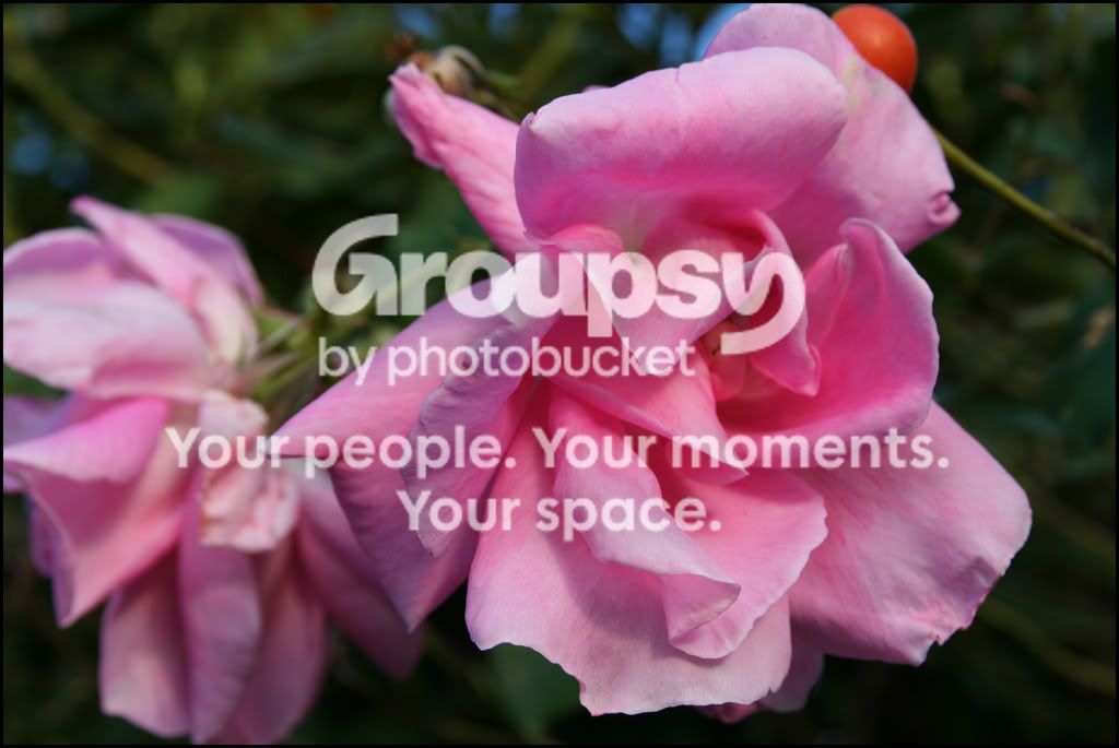vibrantmagentaflower.jpg